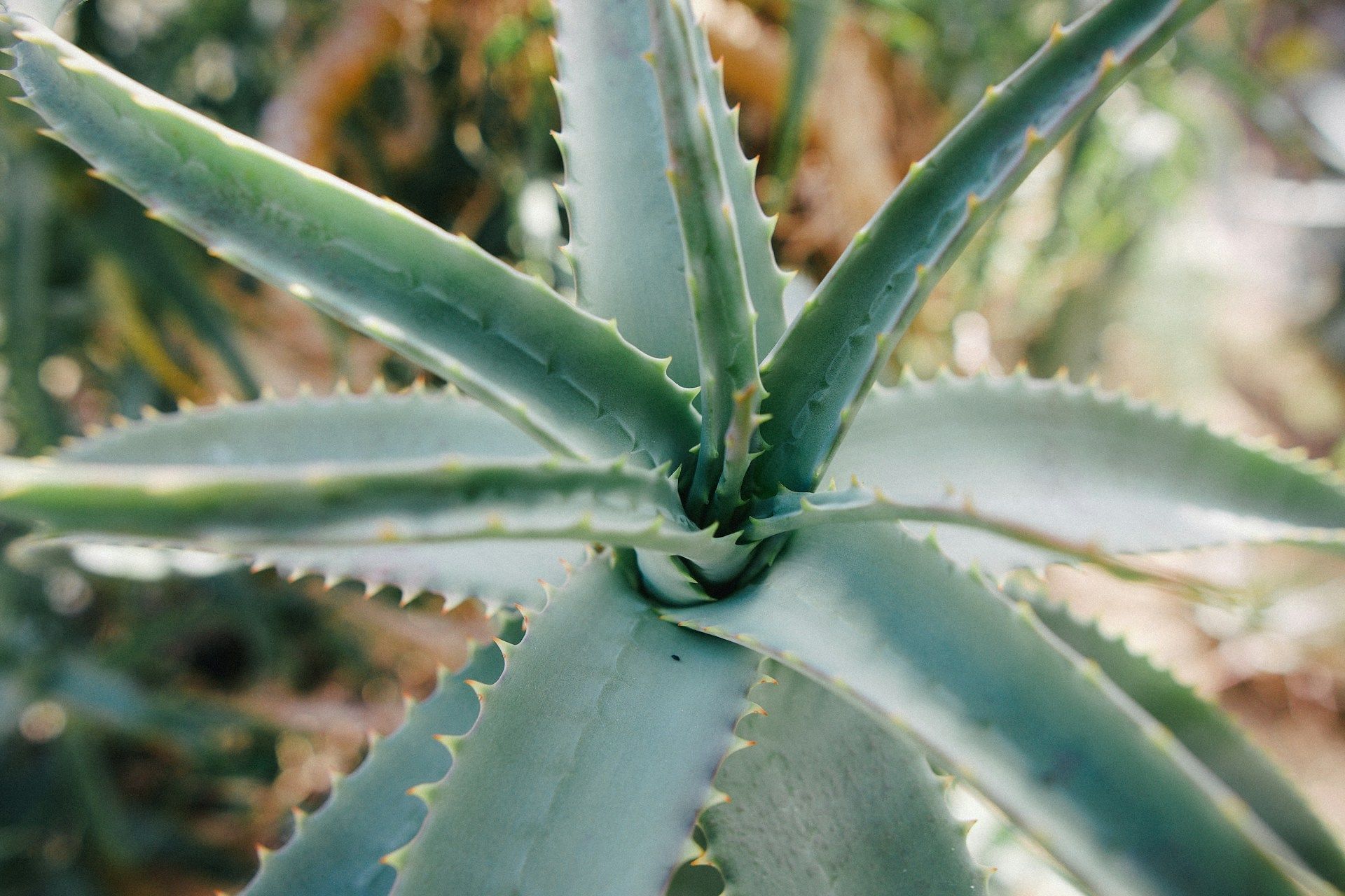 Home remedies for hemorrhoids: Using aloe vera gel (Image by Christian Lue/Unsplash)